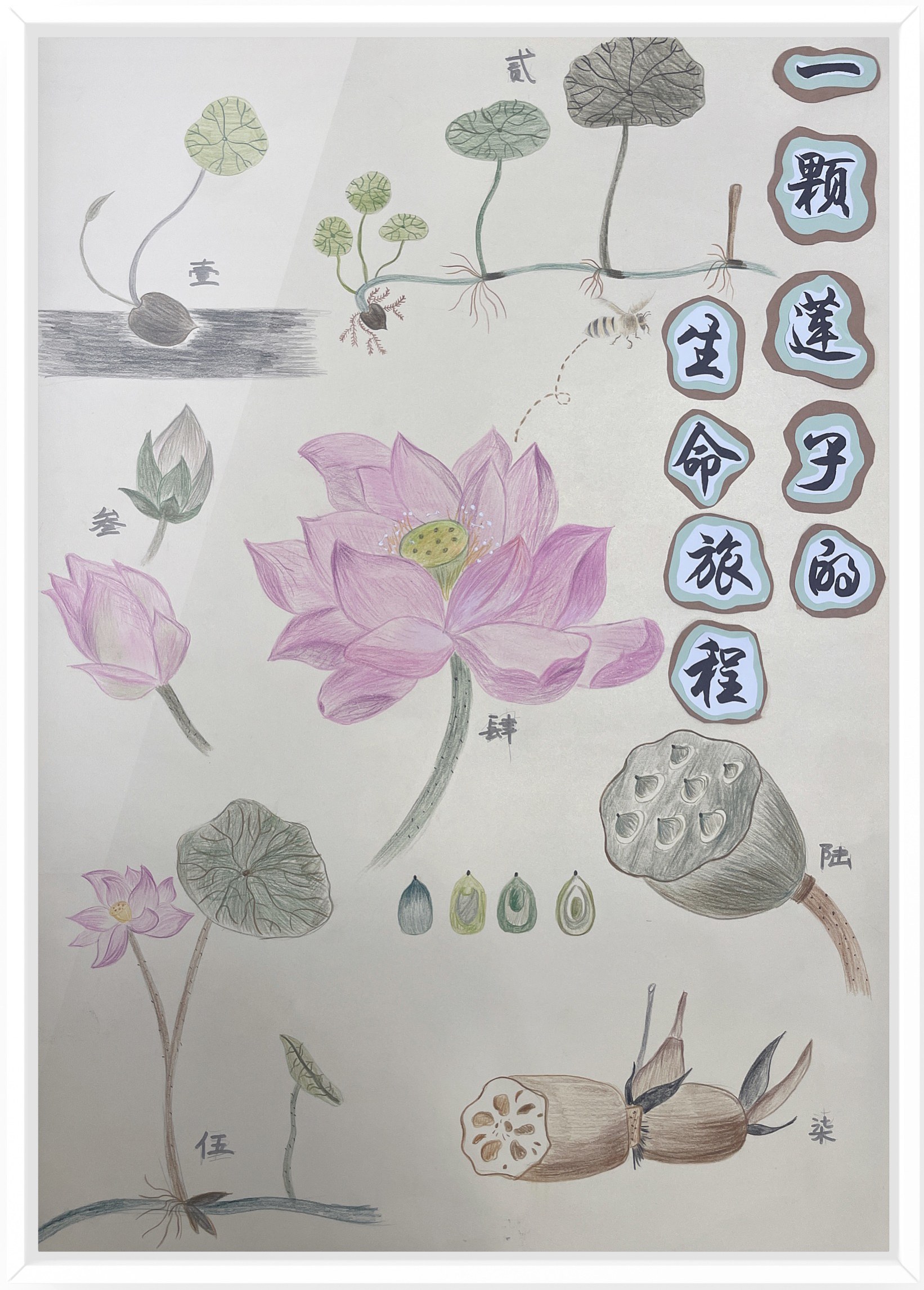 《一颗莲子的生命旅程》（作者：朱水铮、吴梦霁、张婷）.png