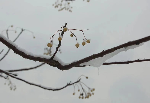 清、楝（廉）1_副本.jpg